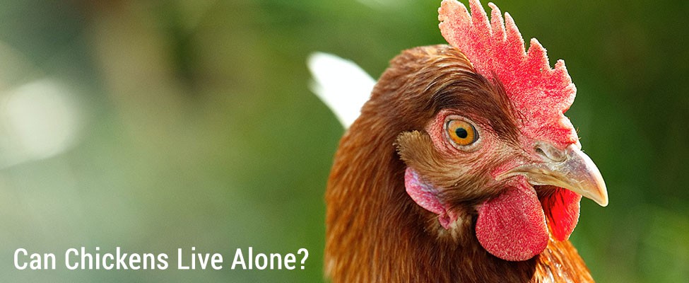 can_chickens_live_alone