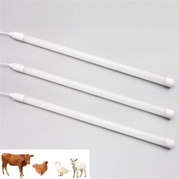 supplemental lighting for chickens