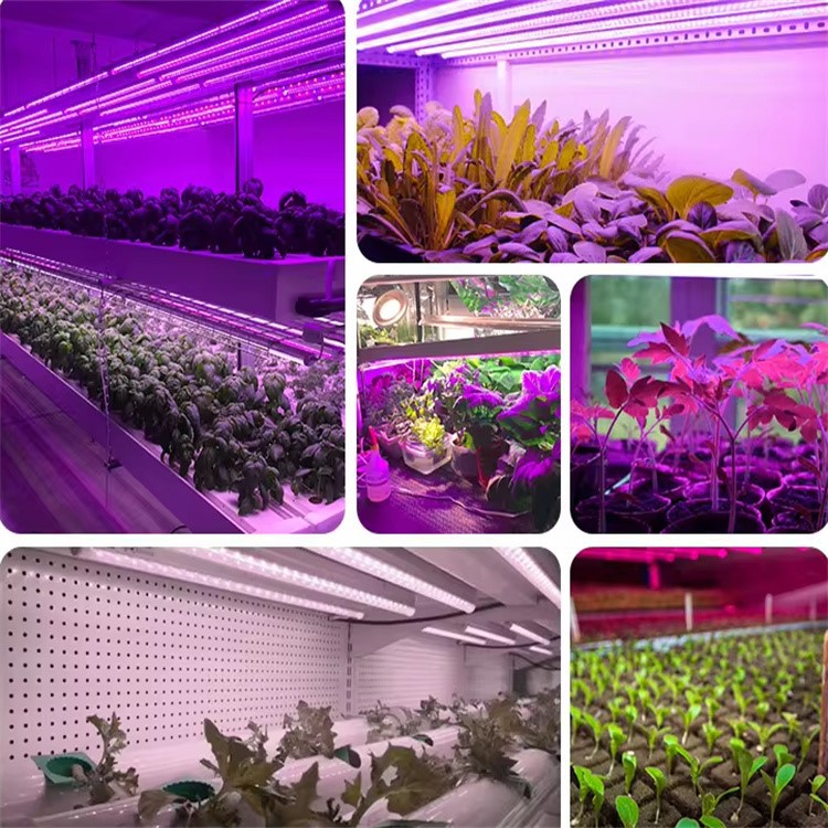 Plant lighting LED 5 Plant lighting LED 5