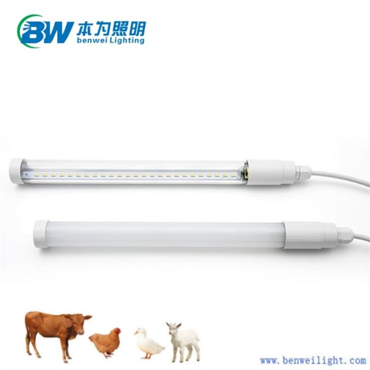 Lights For The Chicken