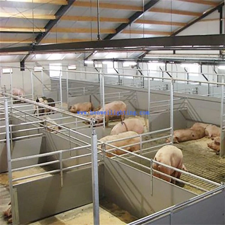 Pig farm lighting 6